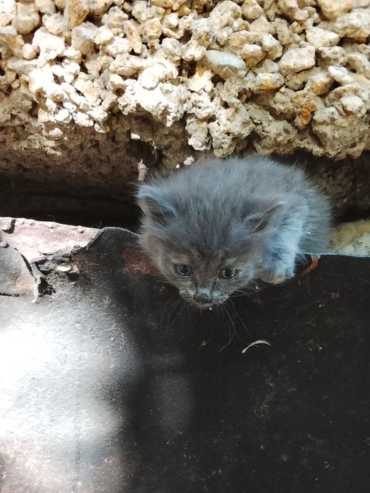 Отдаем котёнка в добрые руки. Сейчас живет в подвале и много плачет