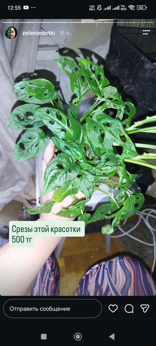 Комнатные растения