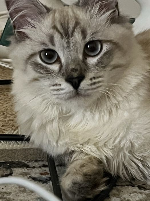 Продам кота сиамский