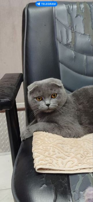скоттил фолд сотилади