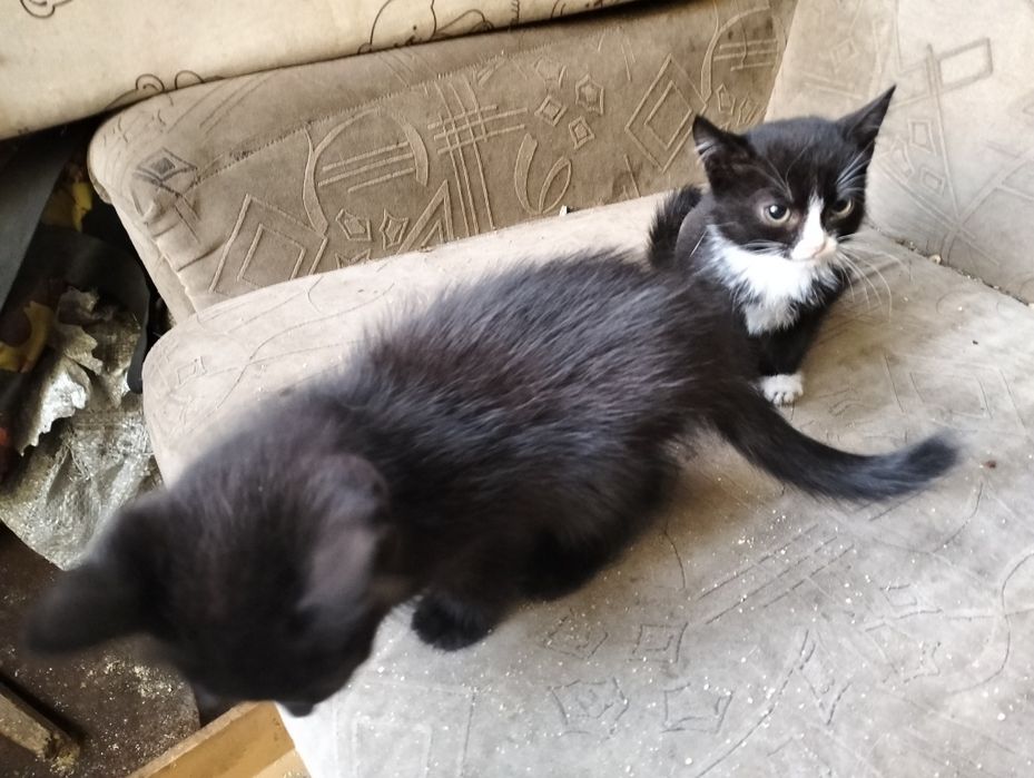 Отдам котят бесплатно