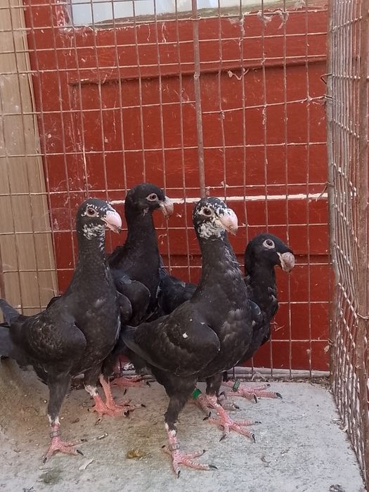 Voiajori germani tineri și maturi