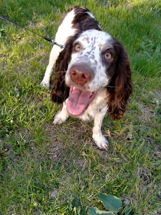 Кабель на вязку, русский спаниель.