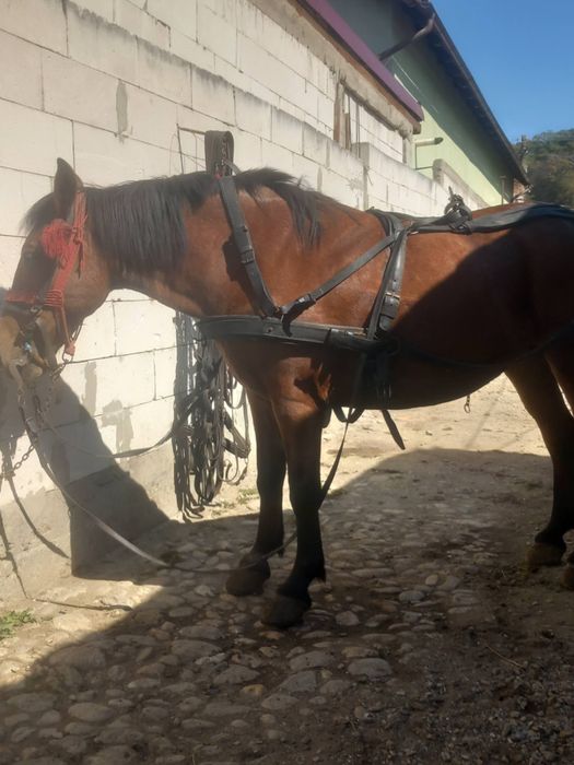 De vanzare iapa cu tot cu ham