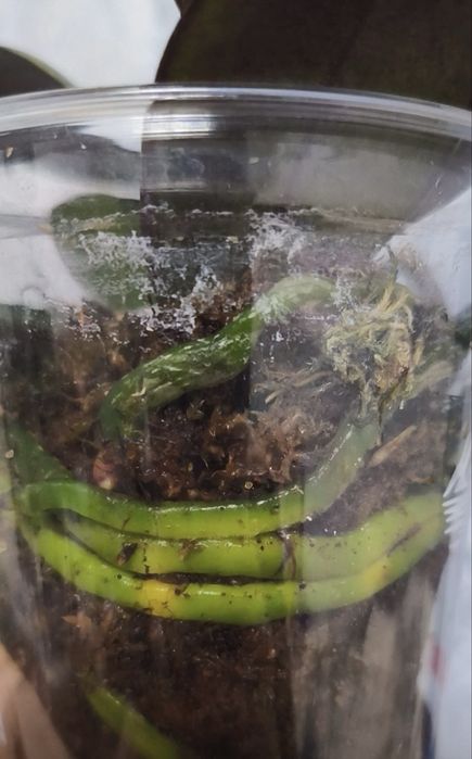 Орхидеи, Детки Орхидеи