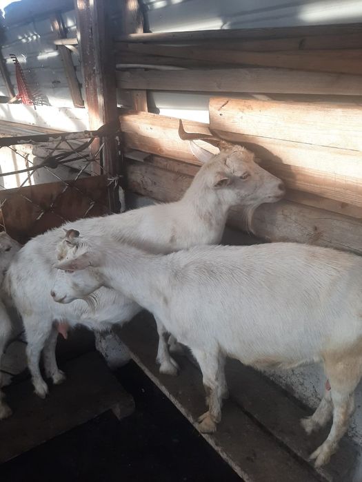 ешки лактарымен сатылады