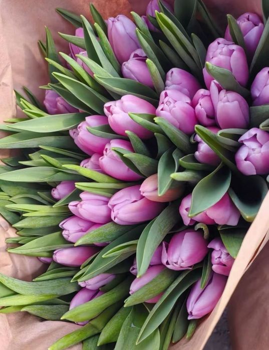 Цветы Тюльпаны!!