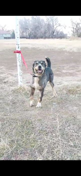 Продам щенка Тобета