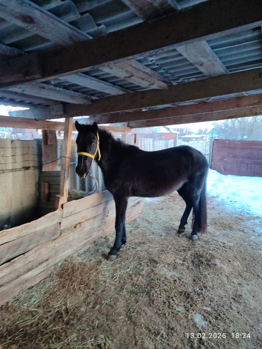 Бие сатылады. Жай буаз