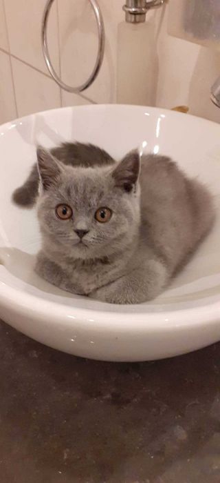 Британски котарак