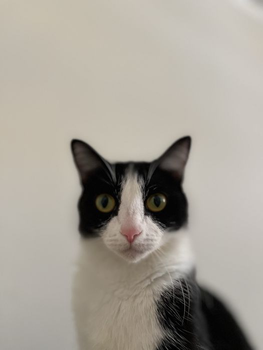 Кошка в добрые руки