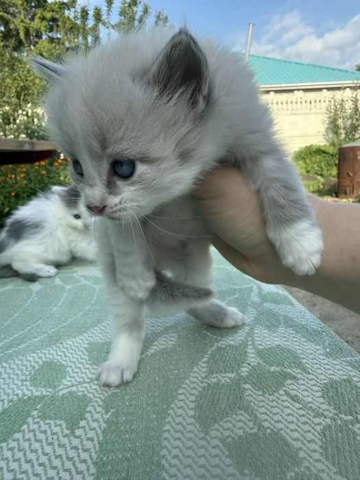 Котики в хорошие руки