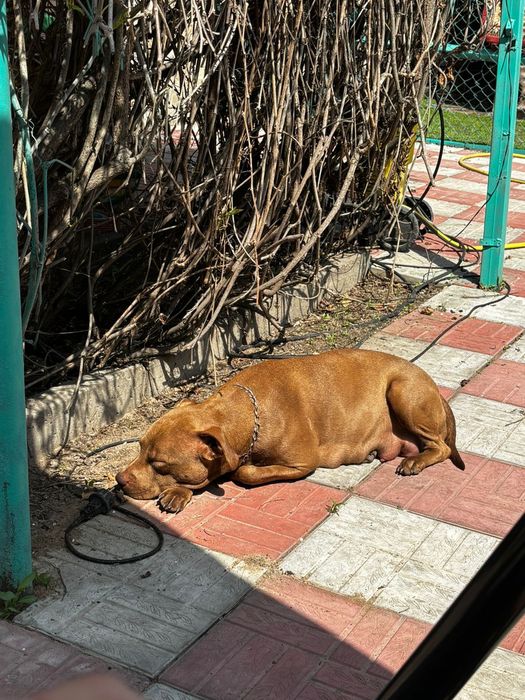 Продам щенков питбуля 50.000