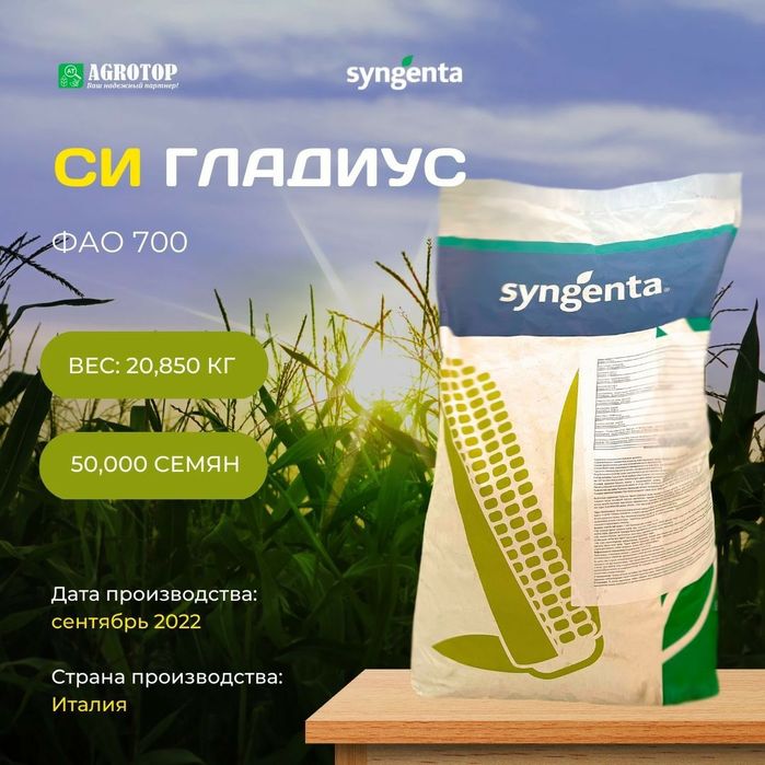 Продается семена кукурузы