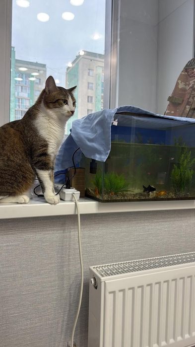 Дарю кота 1 год кастрат