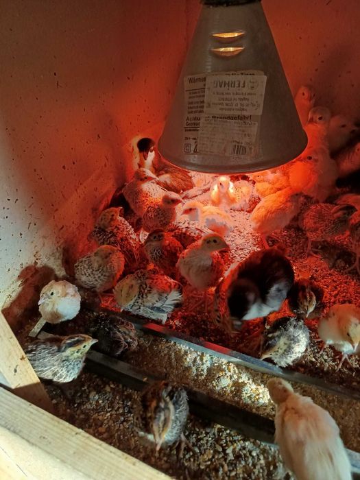 Prepelițe de 2 săptămâni