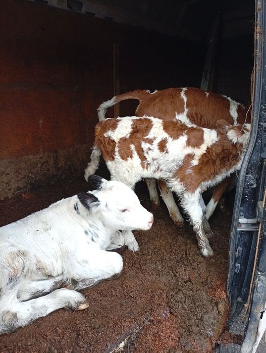 Vând vaca cu vitel