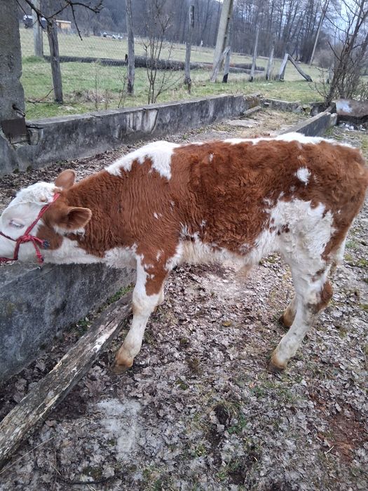 Viței 6 7 de vânzare