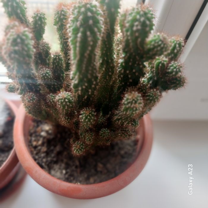 Комнатные цветы_кактусы