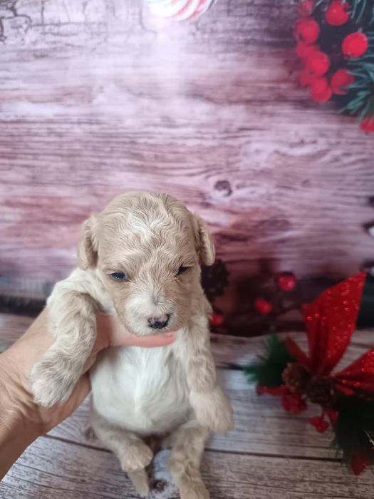 Славные малыши Мальтипу