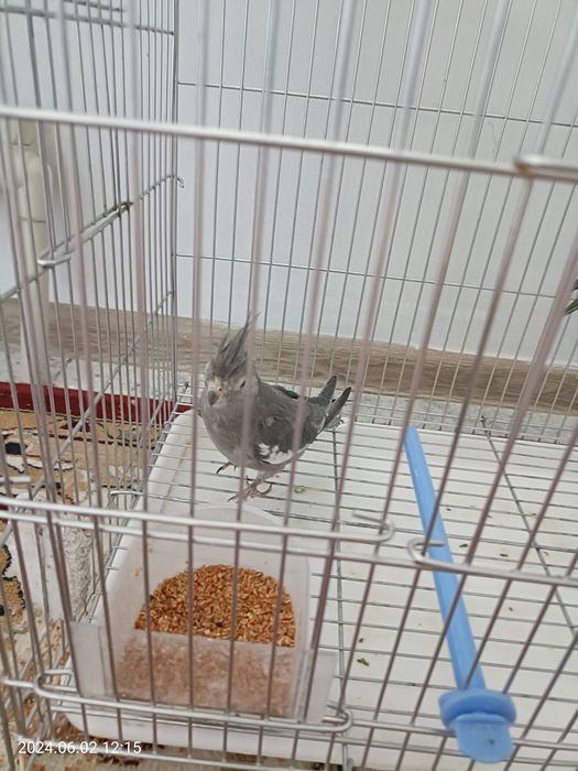 каскеленде 2 Птица