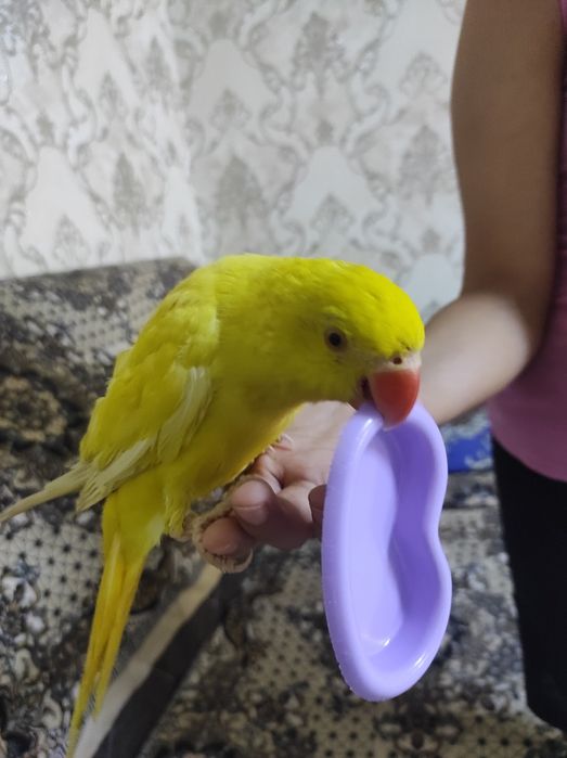 Продается попугай