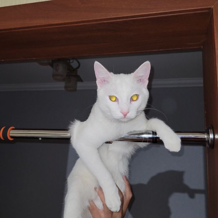 Отдам кота в хорошие руки