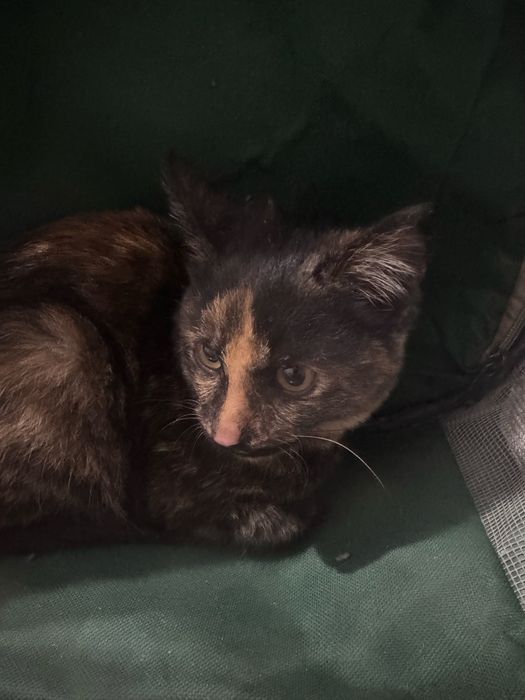 Кошка срочно продаю