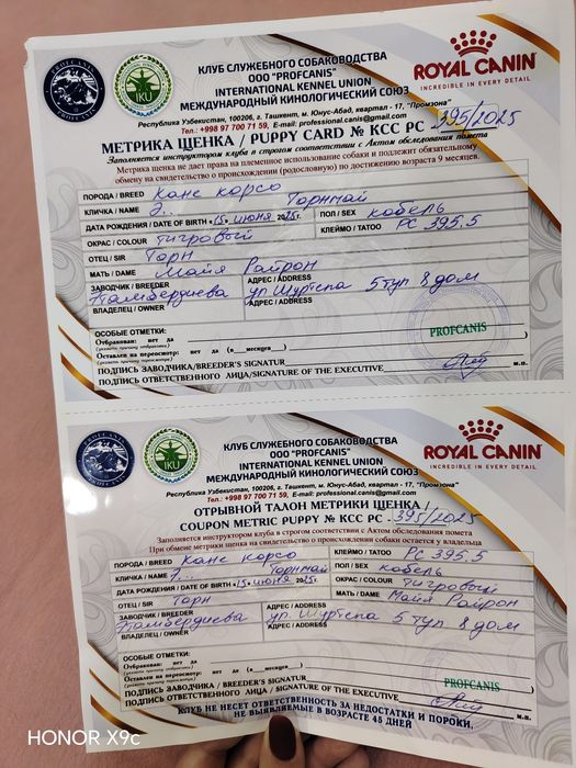 Кане корсо 6 месяцев