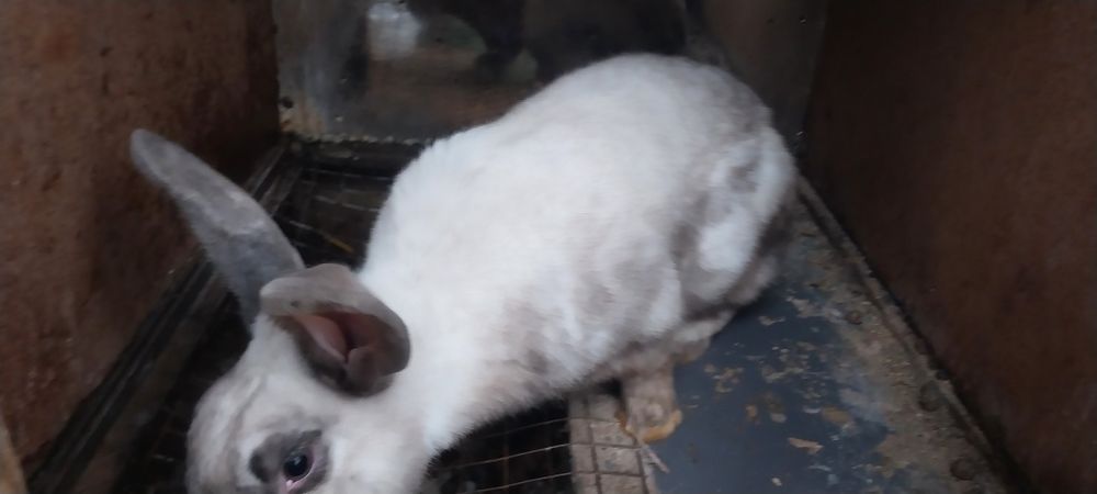 Продаётся кролики куйон сотилади