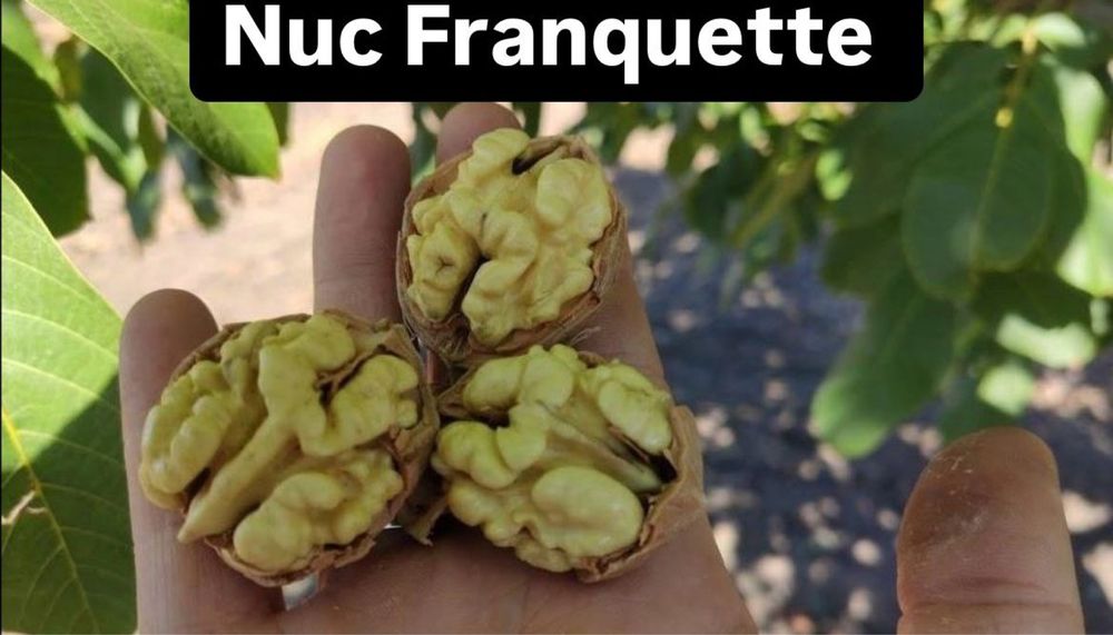 Nuc Altoit De vanzare
