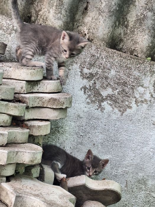 Donez 2 fratiori de 1 lună