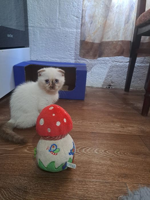 Pisicuțe adorabile își caută o familie iubitoare