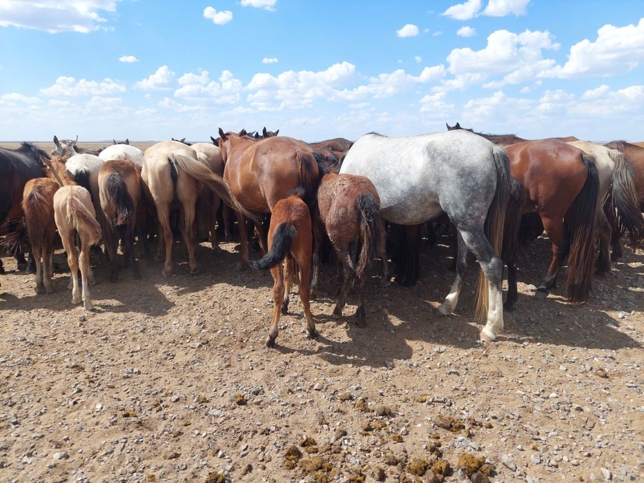 Жылқылар сатылады уирмен
