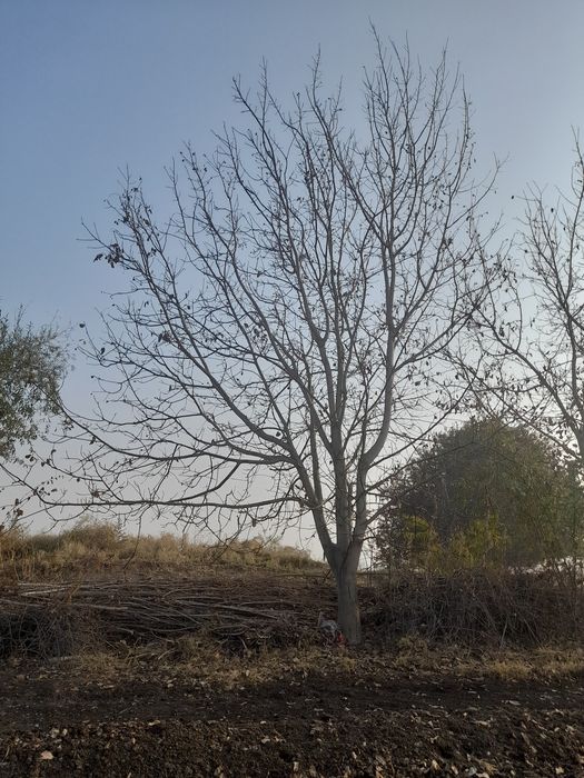 Ореховые деревья