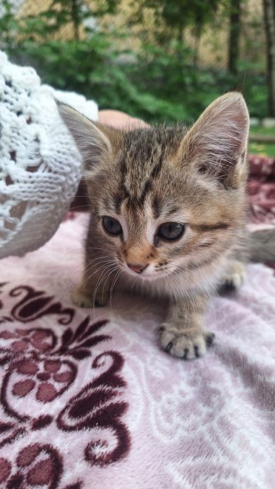 Котёнок/ котята отдам