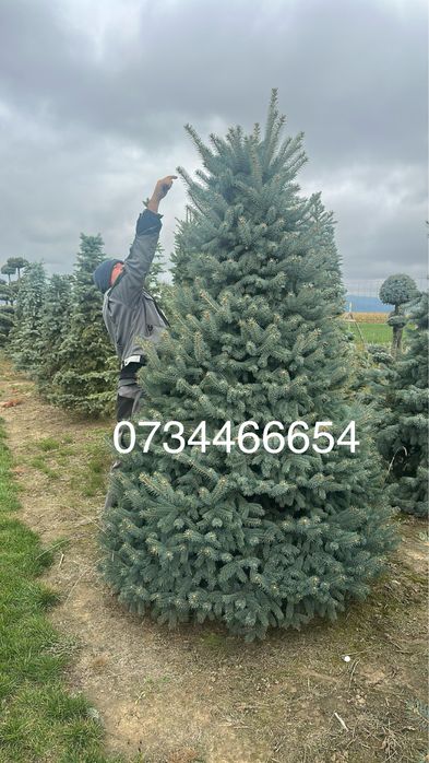 Leylandii chiparos Brazii Mesteacan