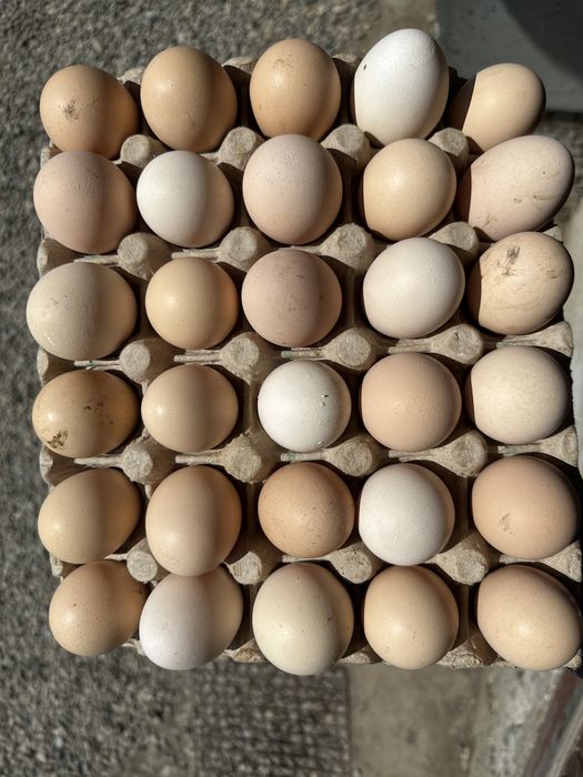 Ouă de la găini de casă