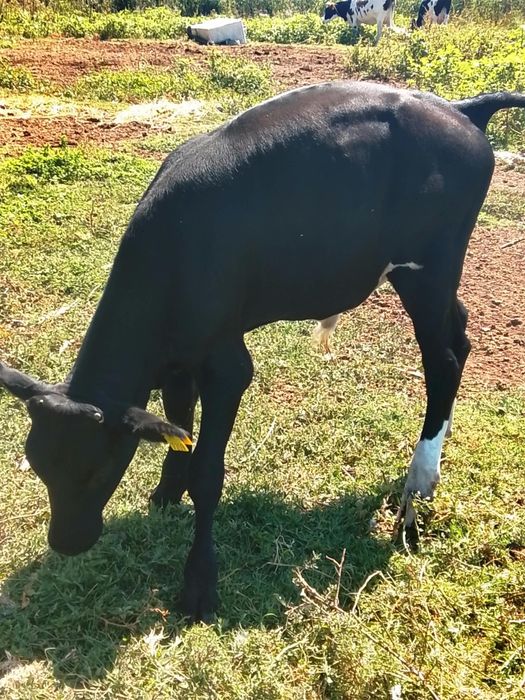 Vând vițel crescut natural
