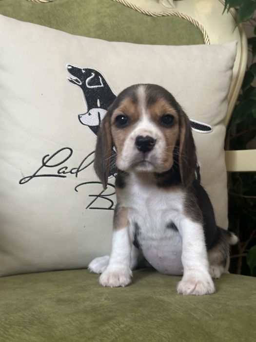 Щенки бигля, питомник