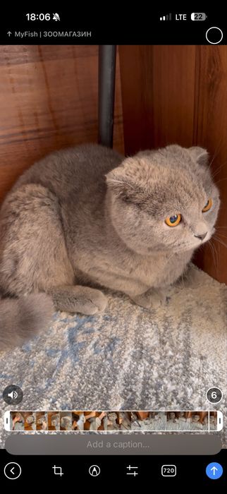 Scottish fold, vyazkaga
