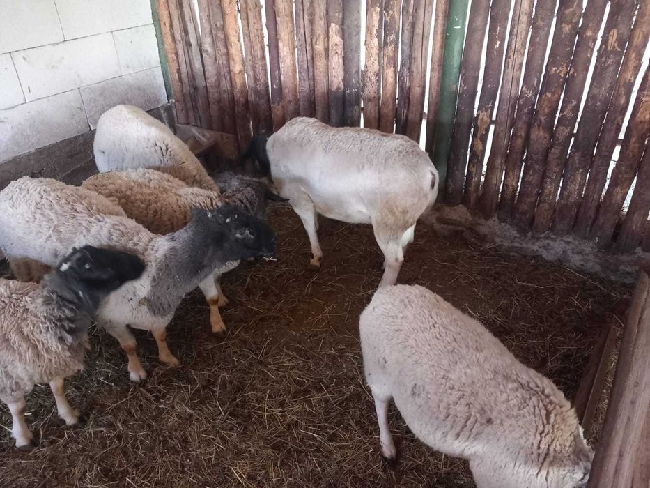 Berbeci dorper de vanzare