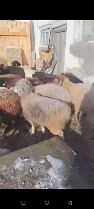 Продаётся баранов