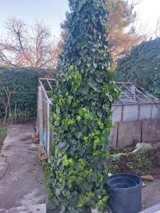 Растение Плюш вечнозеленный