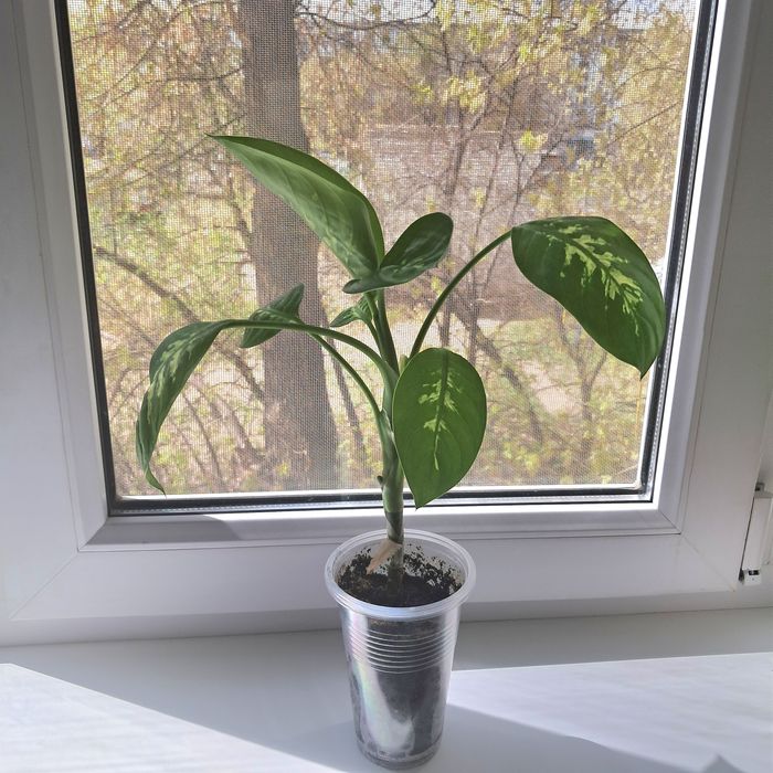 Диффенбахия! Продам!