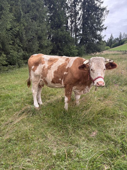 Vaca baltata romineasca