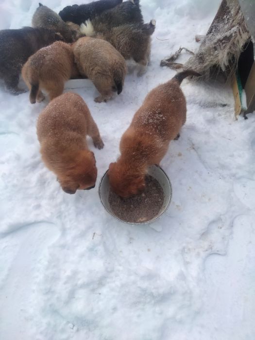 Отдам щенка в добрые руки