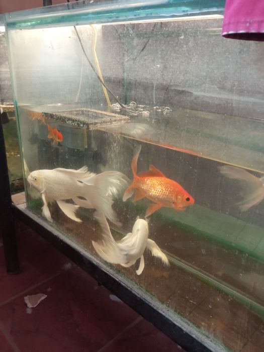 Продам рыбки кои