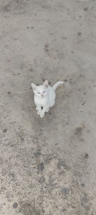 Котенок в добрые руки
