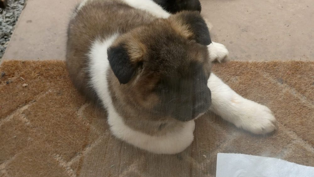 Mascul akita american cu pedigree